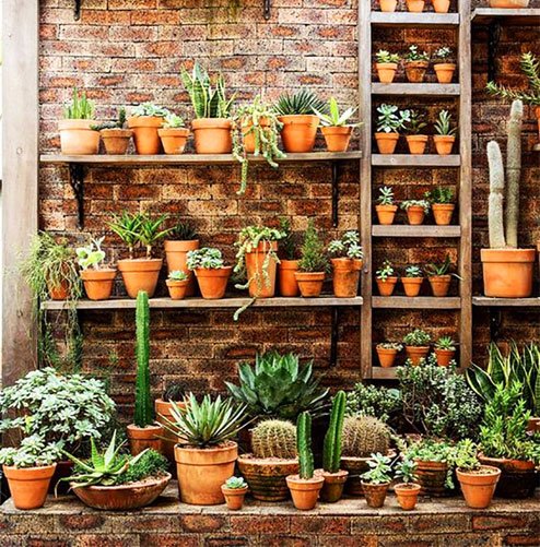 Making a Wall Display of Succulents