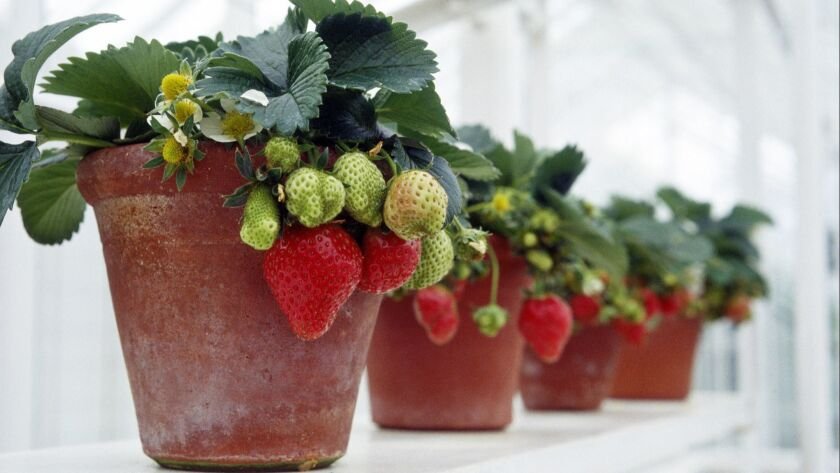 Windowsill for Strawberries