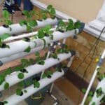 How to Calculate GPH for Your Hydroponic System